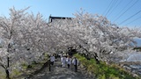 熊谷寺山門の桜