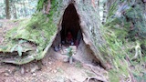 木の洞のお地蔵さん