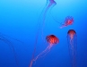 jellyfish4.jpg