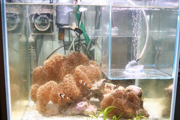 稚魚飼育用45cmキューブ水槽
