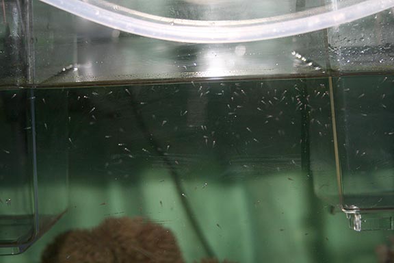 孵化後水槽内を漂っている仔魚