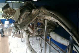 キャンパス内に展示されている鯨の骨格標本
