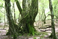 苔だらけの桂の老木