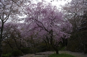 枝垂れ桜が見頃