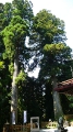 樹齢800年の杉の巨木