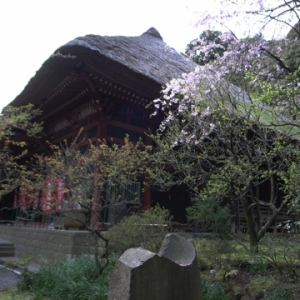 しだれ桜と本堂の茅葺き屋根