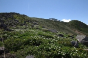 高山植物のお花畑 高山植物のお花畑