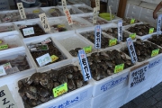 小砂川漁協の天然岩ガキ 小砂川漁協の天然岩ガキ