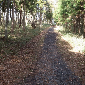 散歩道