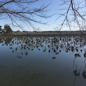 ため池釣り堀