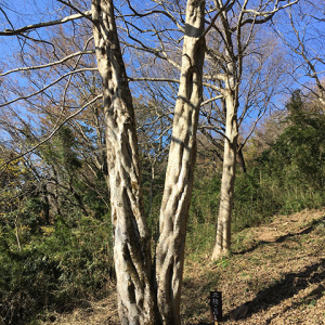 元禄こぶし