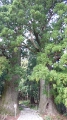 大門坂の夫婦杉
