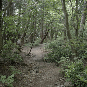 緩やかな自然広葉樹林帯