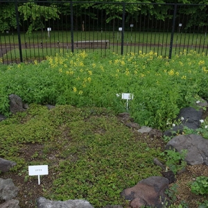 高山植物園