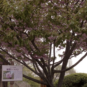 妹背桜