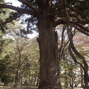 従二位の杉
