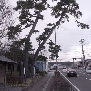 二又の松の巨木