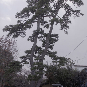 江戸時代に植え継がれた七代目