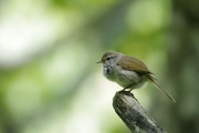 ムシクイの幼鳥 ムシクイの幼鳥