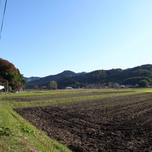 前方に遊行柳