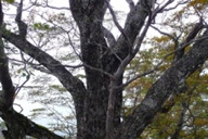 立派なブナの大木