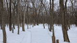 林の中の遊歩道は除雪されていた