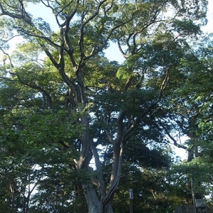 エノキの大木