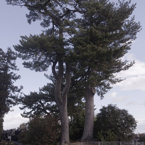 樹齢400年以上の松の大木